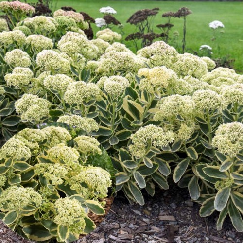 Sedum 'Frosted Fire' - Kukehari 'Frosted Fire' 